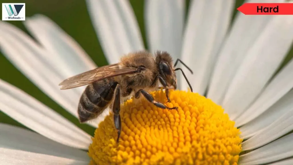 Vanishing Bumblebee Science RC Passage