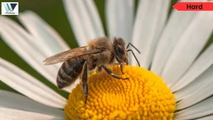 Vanishing Bumblebee Science RC Passage